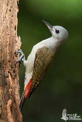 Adult female African Grey Woodpecker (ssp. goertae)