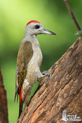 Adult male African Grey Woodpecker (ssp. goertae)