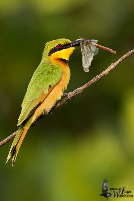 Little Bee-eater (Merops pusillus)