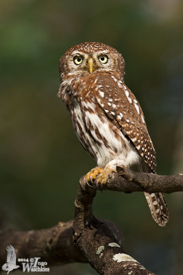 Adult Pearl-spotted Owlet (ssp. perlatum)