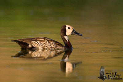 Adult White-faced Whistling Duck