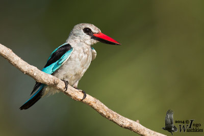 Adult Woodland Kingfisher (ssp. senegalensis)