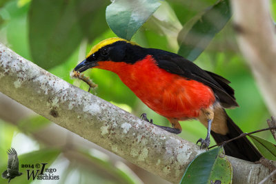 Adult Yellow-crowned Gonolek (ssp. barbarus)