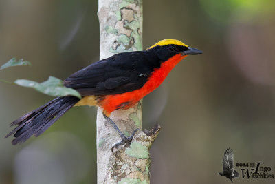 Adult Yellow-crowned Gonolek (ssp. barbarus)