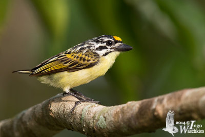 Adult Yellow-fronted Tinkerbird (ssp. chrysoconus)