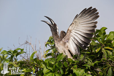 Adult male African Grey Hornbill (ssp. nasutus) displaying