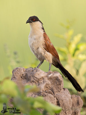 Senegal Coucal (Centropus senegalensis)