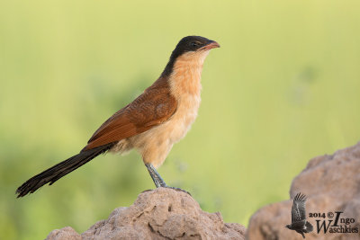 Juvenile Senegal Coucal (ssp. senegalensis)