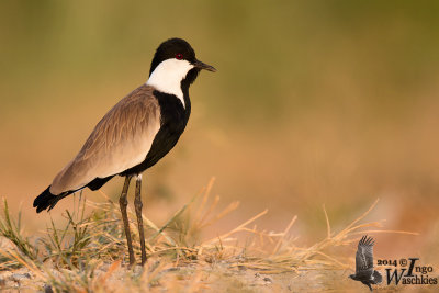 Adult Spur-winged Lapwing