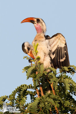 Pair of Western Red-billed Hornbills displaying