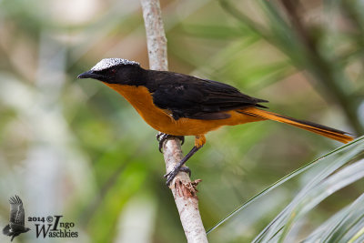 Adult White-crowned Robin-Chat (ssp. albicapillus)