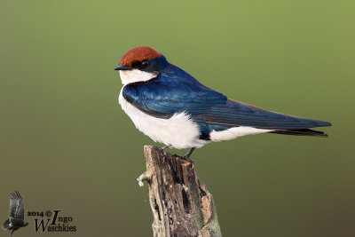 Adult Wire-tailed Swallow (ssp. smithii)