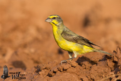 Adult Yellow-fronted Canary (ssp. caniceps)