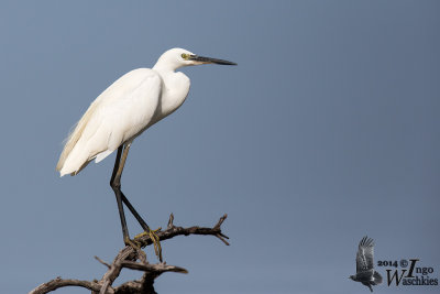 Adult white morph Western Reef Egret (ssp. gularis)