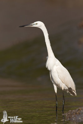 Immature white morph Western Reef Egret (ssp. gularis)