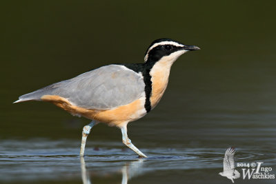 Adult Egyptian Plover