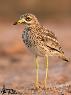 Adult Eurasian Stone-curlew