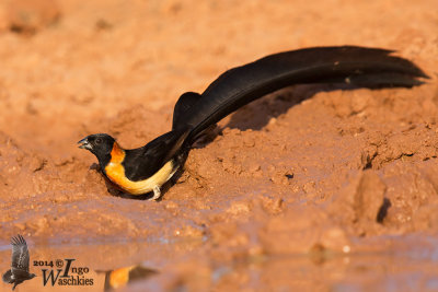 Adult male Exclamatory Paradise Whydah in breeding plumage