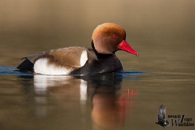 Adult male Red-crested Pochard in breeding plumage
