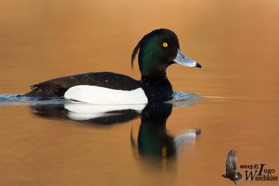 Adult male Tufted Duck in breeding plumage