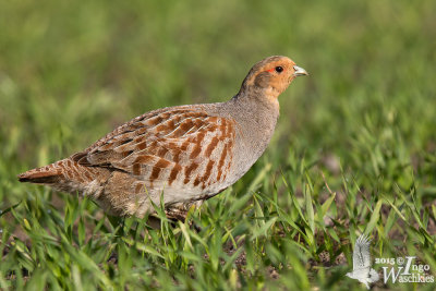 Grey Partridge (Perdix perdix)