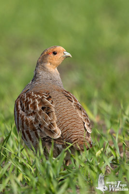 Adult male Grey Partridge