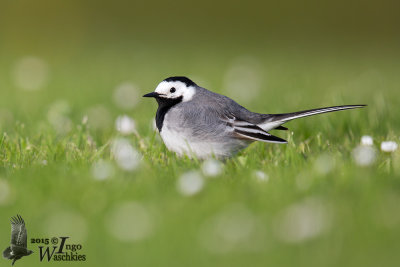 Adult male White Wagtail