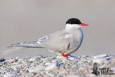 Adult Arctic Tern