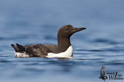 Adult Common Murre