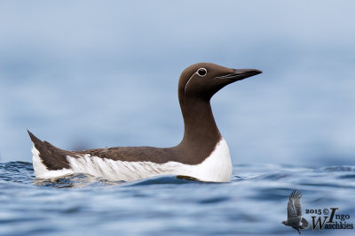 Adult Common Murre (Bridled Murre)