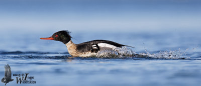 Adult male Red-breasted Merganser