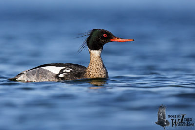 Adult male Red-breasted Merganser