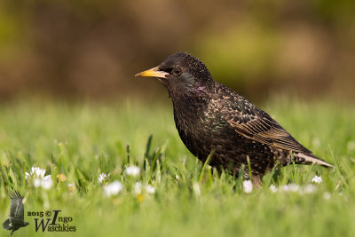 Adult Common Starling