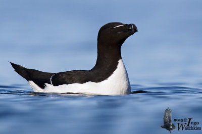 Adult Razorbill