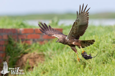 Adult African Marsh Harrier with prey