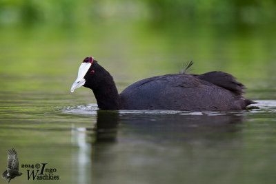 Adult Red-knobbed Coot