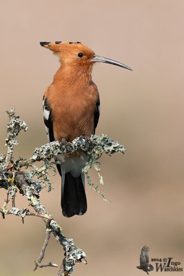 African Hoopoe (Upupa africana)