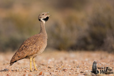 Adult male Karoo Korhaan calling