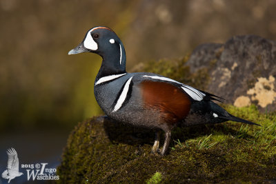 Adult male Harlequin Duck
