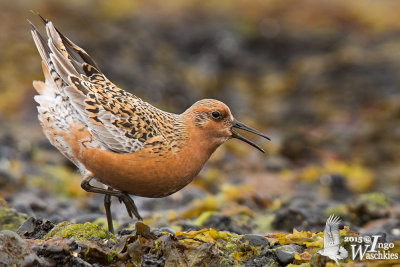 Adult Red Knot in breeding plumage displaying
