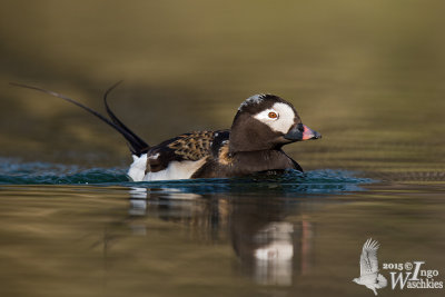 Adult male Long-tailed Duck in summer plumage