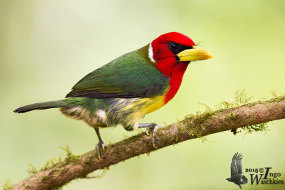 Adult Red-headed Barbet