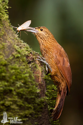 Adult Strong-billed Woodcreeper