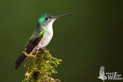 Adult Andean Emerald
