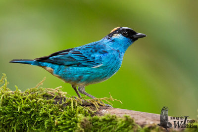 Adult Golden-naped Tanager