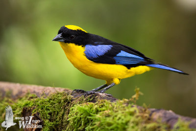 Adult Blue-winged Mountain Tanager