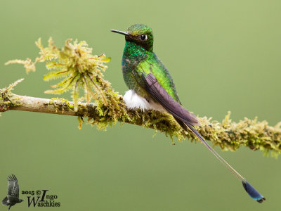 Adult male Booted Racket-tail