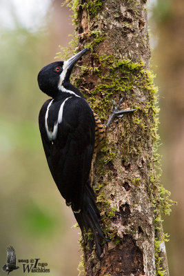 Adult female Powerful Woodpecker