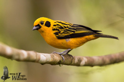 Adult Golden Tanager