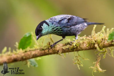 Adult male Black-capped Tanager